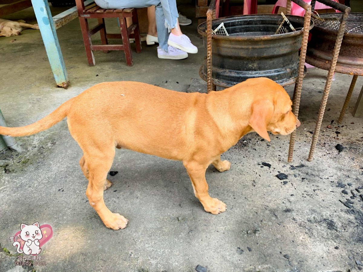 流霞谷親水烤肉園的狗狗