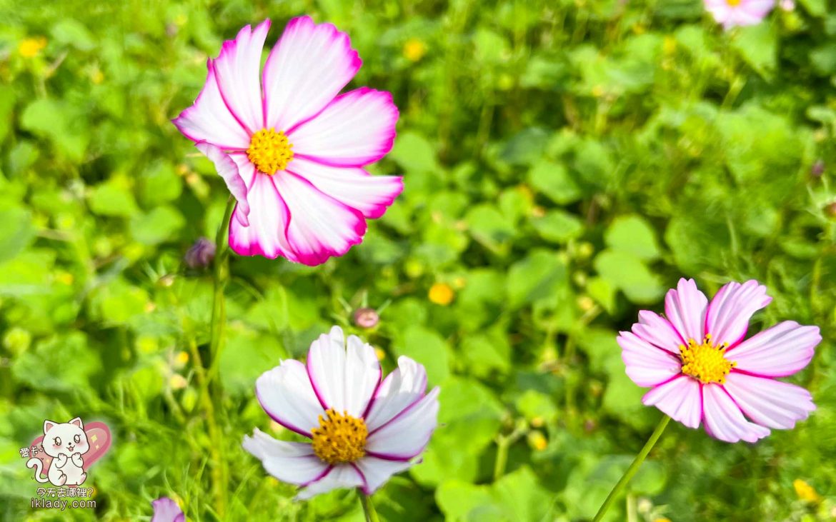 【股票操作與心得】12/15 基本線型趨勢&關鍵股價