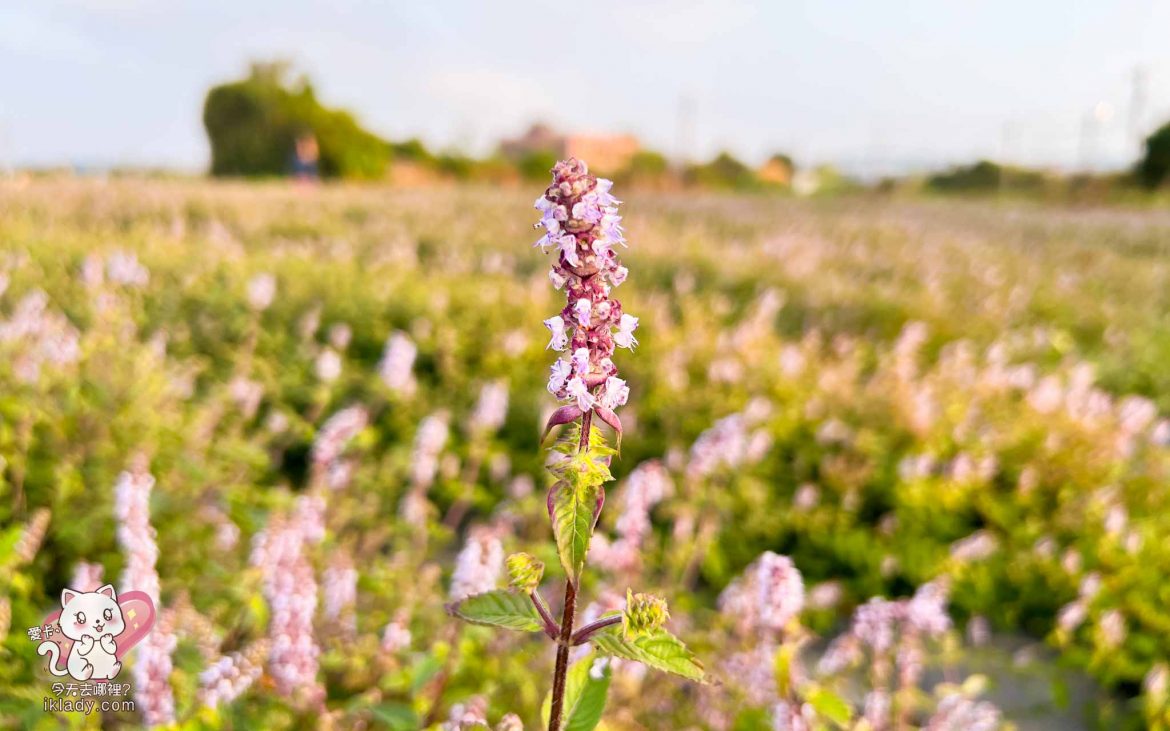 【愛卡股市筆記】2021/12/16、17、20操作